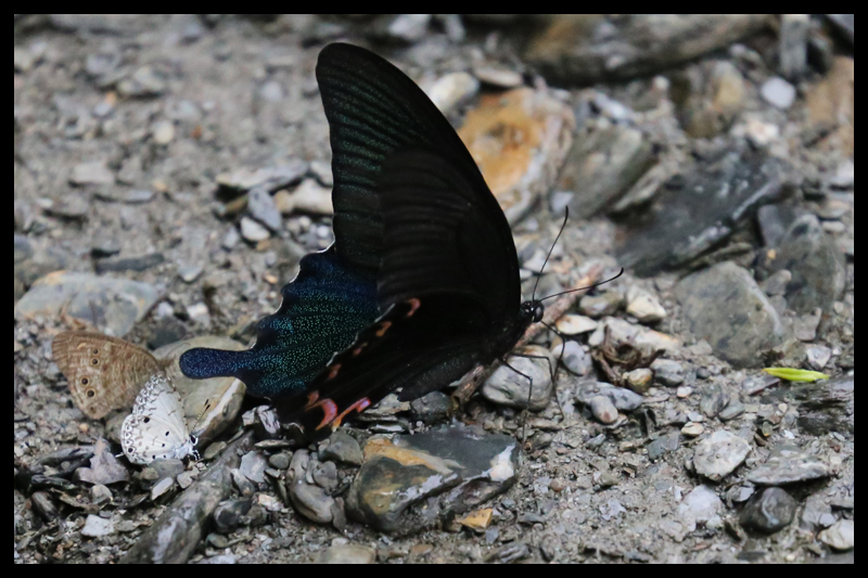 タイワンカラスアゲハ/Papilio dialis