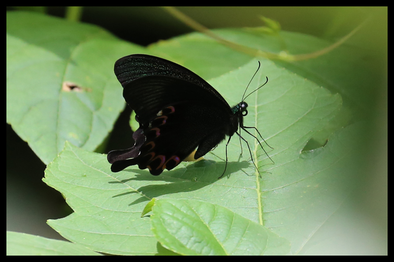 タイワンカラスアゲハ/Papilio dialis