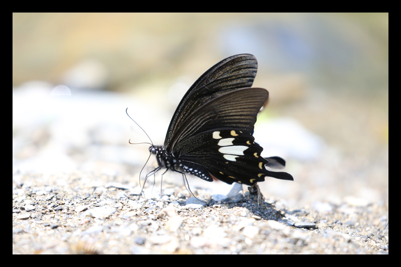 タイワンモンキアゲハ/Papilio nephelus