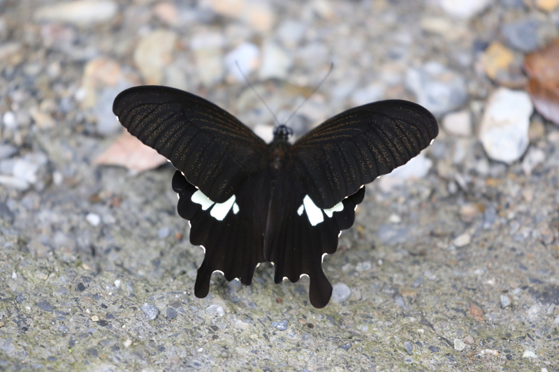 タイワンモンキアゲハ/Papilio nephelus