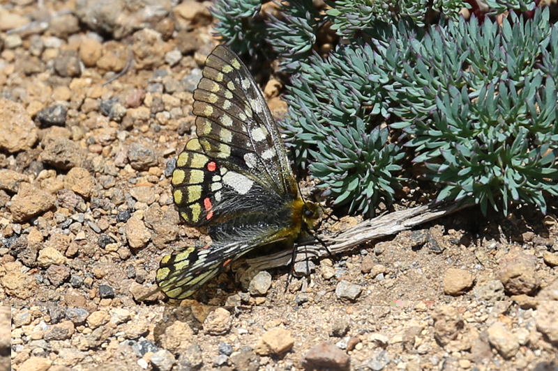 Parnassius eversmanniウスバキチョウ