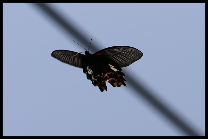 ワタナベアゲハ/Papilio thaiwanus