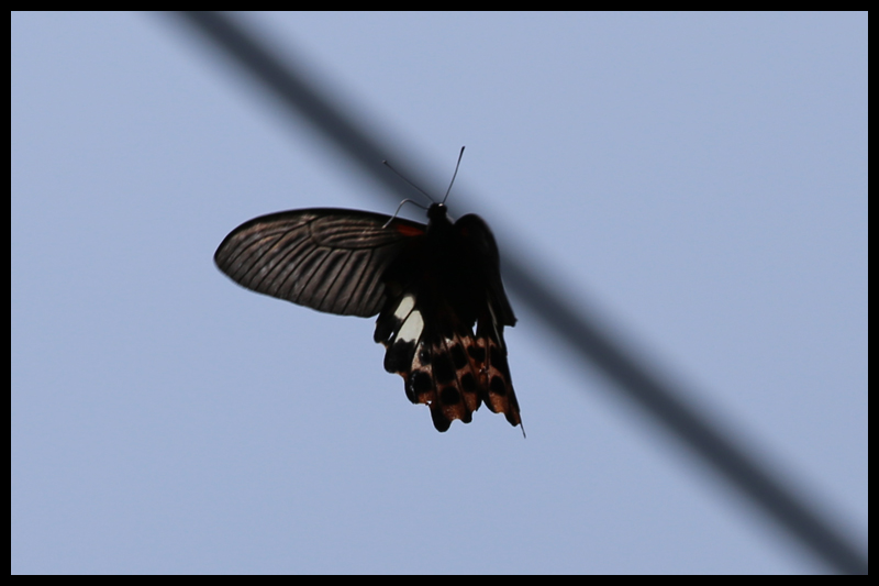 ワタナベアゲハ/Papilio thaiwanus
