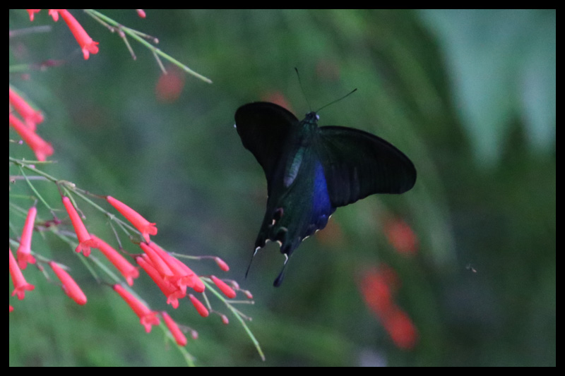 ヤエヤマカラスアゲハ/Papilio bianor