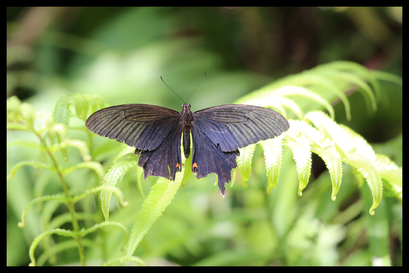 ヤエヤマカラスアゲハ/Papilio bianor