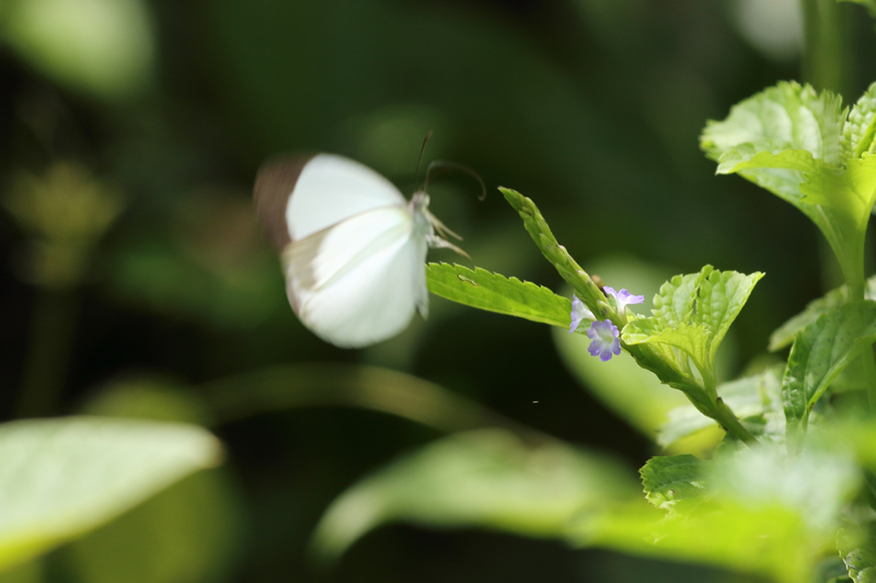 アルブラキチョウ/Eurema albula