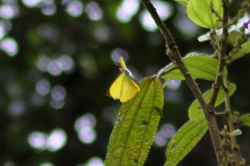 レティクラタキチョウEurema reticulata