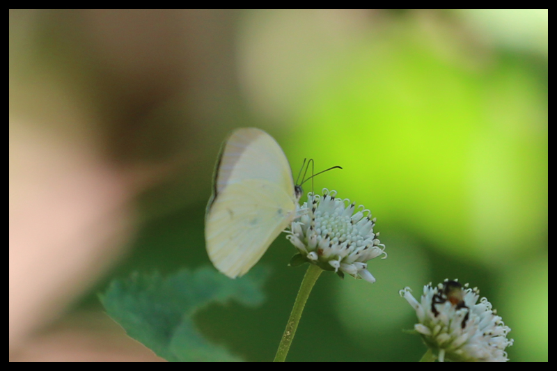 アルブラキチョウ/Eurema albula