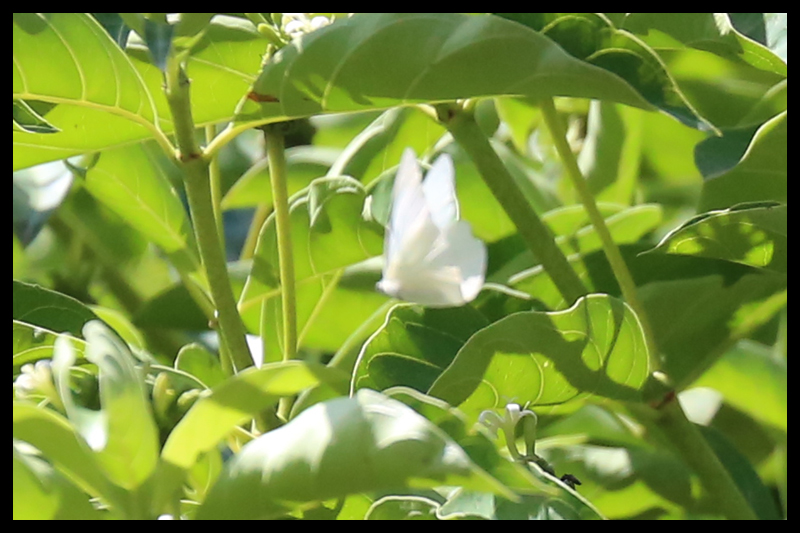 カワカミシロチョウ/Appias albina