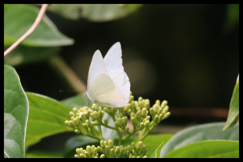 カワカミシロチョウ/Appias albina