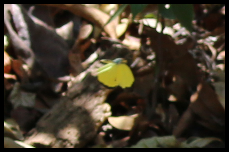 サロメキチョウ/Eurema salome