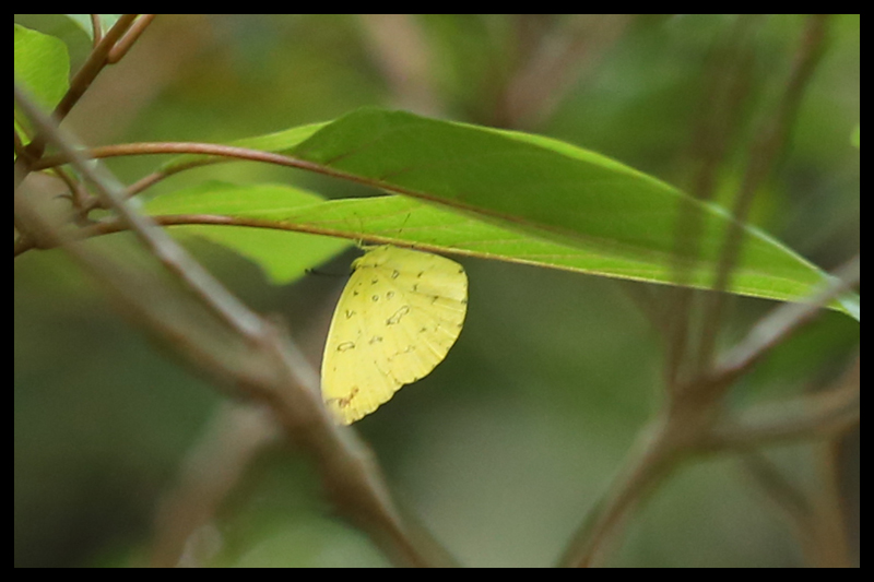 タイワンキチョウ/Eurema blanda