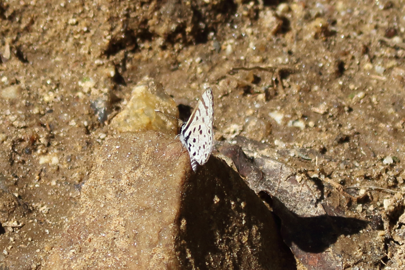 ナタレンシスアオメルリシジミAzanus natalensis
