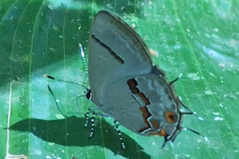 ケントリパシジミ♀Calycopis centoripa female