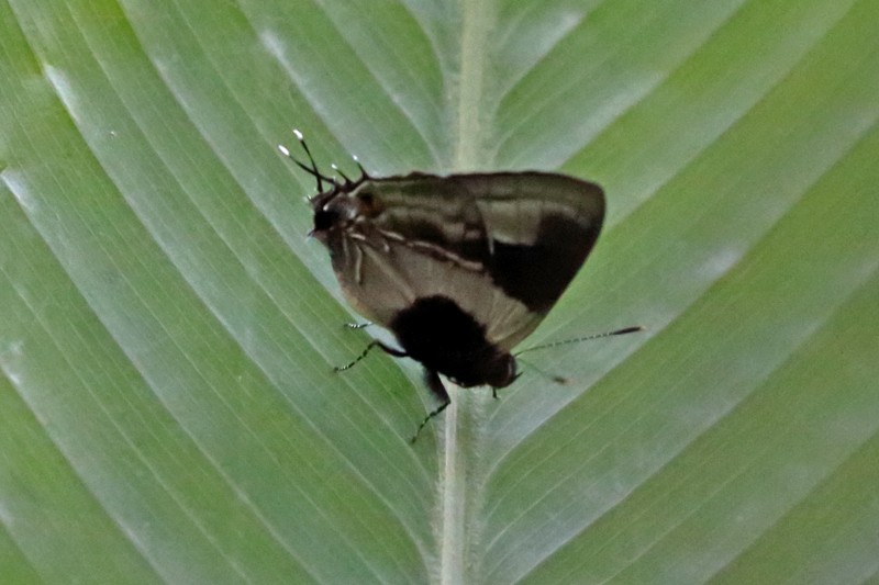 コエリコロルシジミLamprospilus coelicolor