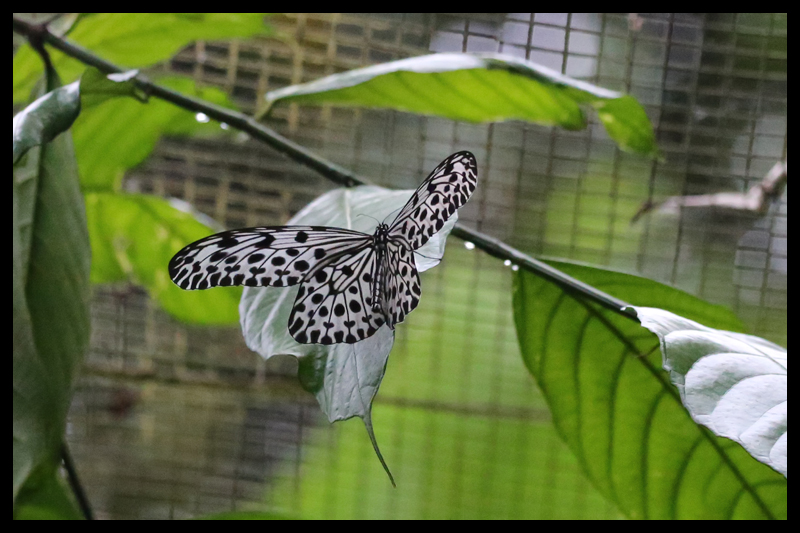 2018/03/24 Butterfly Farm-Poring, Sabah Malaysia 