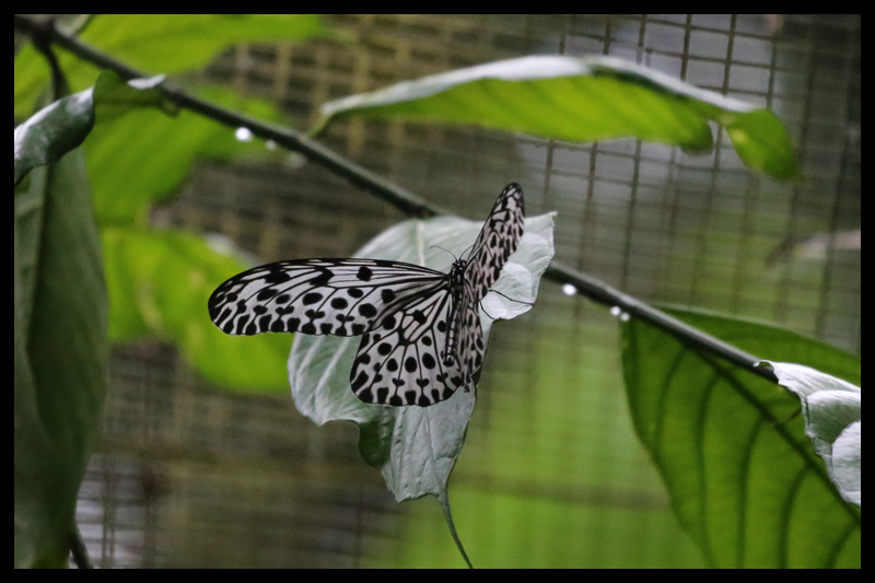 2018/03/24 Butterfly Farm-Poring, Sabah Malaysia 