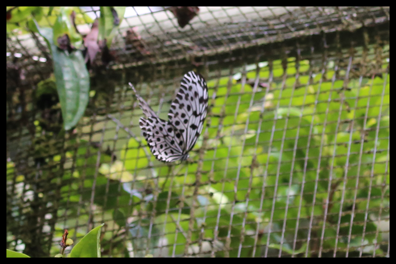 2018/03/25 Butterfly Farm-Poring, Sabah Malaysia 