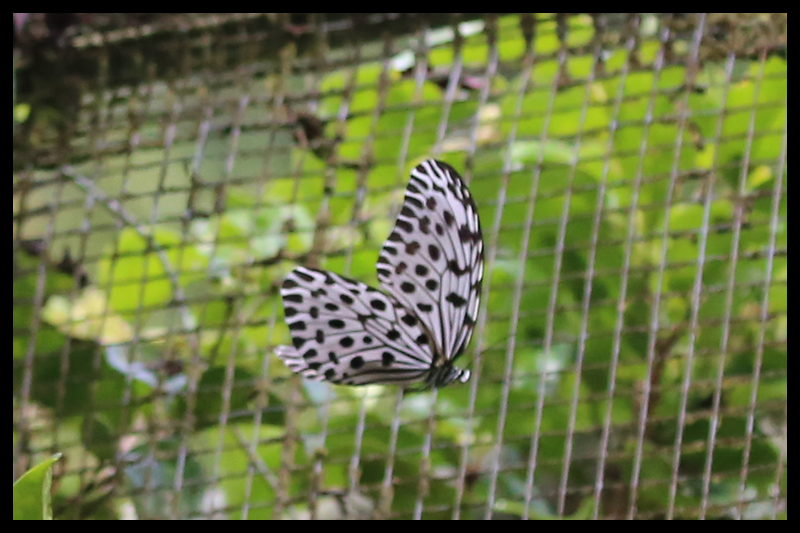 2018/03/25 Butterfly Farm-Poring, Sabah Malaysia 