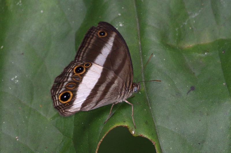 アルボファスキアータジャノメEuptychoides albofasciata