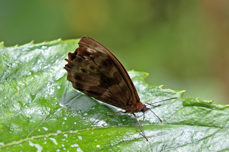 ウニファスキアータジャノメPronophila unifasciata