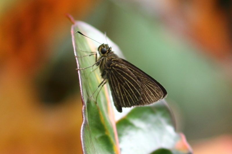 グランタセセリParphorus granta