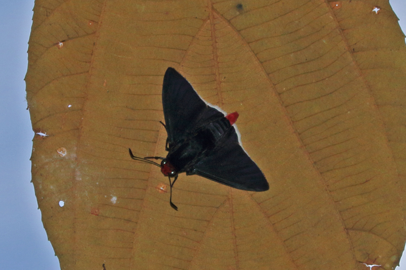 ゼノドルススソアカセセリPyrrhopyge zenodorus