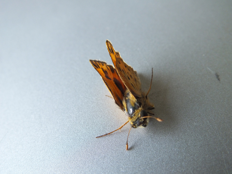 ピュレウスコヒゲセセリ/Hylephila phyleus